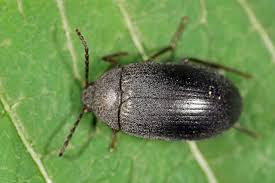 Attēlu rezultāti vaicājumam “Prionychus ater”