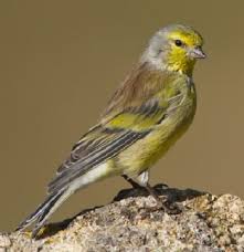Image result for Carduelis citrinella