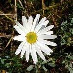 Attēlu rezultāti vaicājumam “Tripleurospermum inodorum flower”