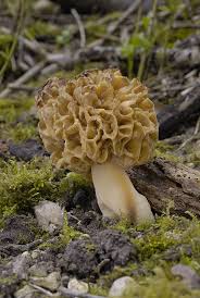 Attēlu rezultāti vaicājumam “Morchella esculenta”