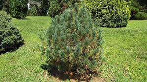 Image result for Pinus cembra