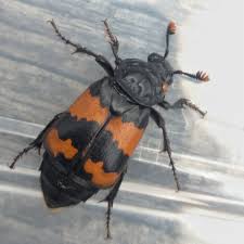 Attēlu rezultāti vaicājumam “Nicrophorus investigator”