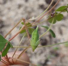 Attēlu rezultāti vaicājumam “Oxalis corniculata fruit”