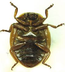 Attēlu rezultāti vaicājumam “Myzia oblongoguttata”