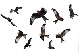 Image result for Milvus milvus