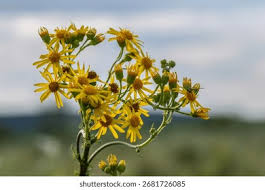 Attēlu rezultāti vaicājumam “Jacobaea vulgaris flower”
