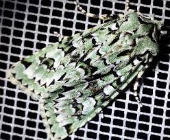 Attēlu rezultāti vaicājumam “Anacampsis blatariella”