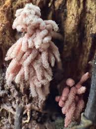 Attēlu rezultāti vaicājumam “Arcyria denudata stalked”