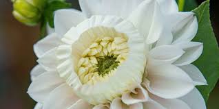 Image result for Dahlia hybrid.