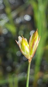Attēlu rezultāti vaicājumam “Juncus stygius”