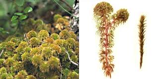 Attēlu rezultāti vaicājumam “Sphagnum wulfianum”
