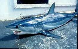 Image result for Isurus oxyrinchus