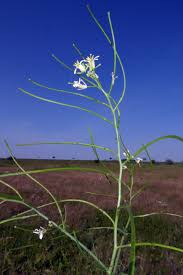 Attēlu rezultāti vaicājumam “Sisymbrium altissimum”