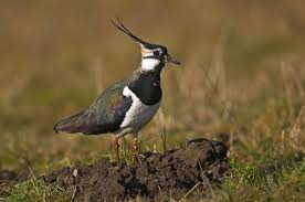 Attēlu rezultāti vaicājumam “Vanellus vanellus”