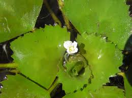 Attēlu rezultāti vaicājumam “Trapa natans”