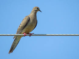 Image result for Zenaida macroura