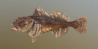 Image result for Myoxocephalus scorpius