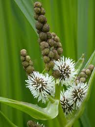 Attēlu rezultāti vaicājumam “Sparganium erectum aggr. flower”