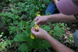 Attēlu rezultāti vaicājumam “Cypripedium calceolus leaf”