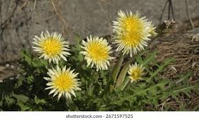 Attēlu rezultāti vaicājumam “Taraxacum suecicum flower”