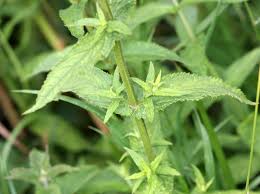 Attēlu rezultāti vaicājumam “Stachys palustris leaf”