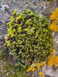 Attēlu rezultāti vaicājumam “Orthotrichum anomalum sporophyte”