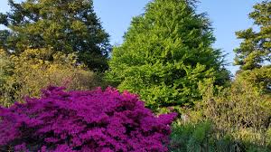 Attēlu rezultāti vaicājumam “Cercidiphyllum japonicum flower”