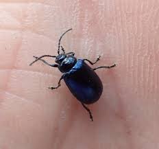 Attēlu rezultāti vaicājumam “Agelastica alni”