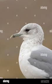 Attēlu rezultāti vaicājumam “Larus canus adult”