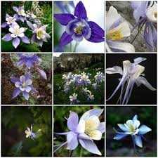 Image result for Aquilegia caerulea