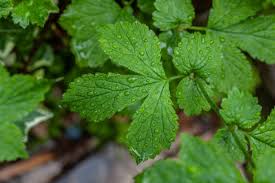 Attēlu rezultāti vaicājumam “Geum urbanum leaf”