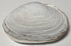 Attēlu rezultāti vaicājumam “Mya arenaria”