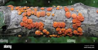 Attēlu rezultāti vaicājumam “Peniophora rufa”