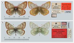 Attēlu rezultāti vaicājumam “Colias palaeno female”