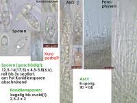 Attēlu rezultāti vaicājumam “Rutstroemia firma”