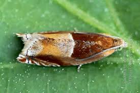 Attēlu rezultāti vaicājumam “Ancylis myrtillana”