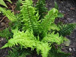 Attēlu rezultāti vaicājumam “Dryopteris affinis”