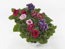 Image result for Sinningia