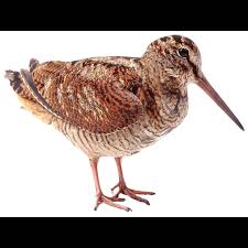 Attēlu rezultāti vaicājumam “Scolopax rusticola”