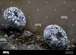 Attēlu rezultāti vaicājumam “Didymium sp.”