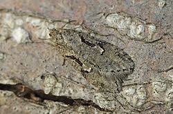 Attēlu rezultāti vaicājumam “Semioscopis steinkellneriana”