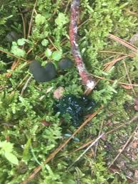 Attēlu rezultāti vaicājumam “Stemonaria irregularis”