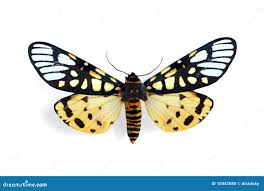 Attēlu rezultāti vaicājumam “Arctiidae”