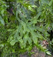 Attēlu rezultāti vaicājumam “Metzgeria furcata”