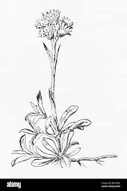 Attēlu rezultāti vaicājumam “Antennaria dioica leaf”