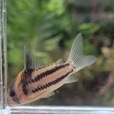 Image result for fish corydoras
