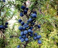 Attēlu rezultāti vaicājumam “Juniperus communis fruit”