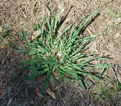 Attēlu rezultāti vaicājumam “Dactylis glomerata subsp. glomerata”