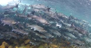 Image result for Oncorhynchus kisutch