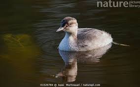 Image result for Podiceps auritus